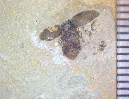 undet. Polyphaga