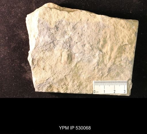 Elrathia kingi