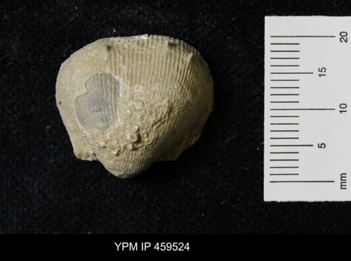 Linoproductus magnispinus