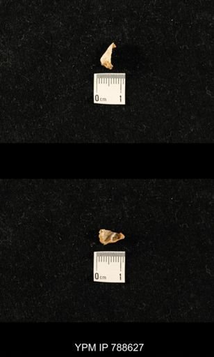 undet. Brachiopoda