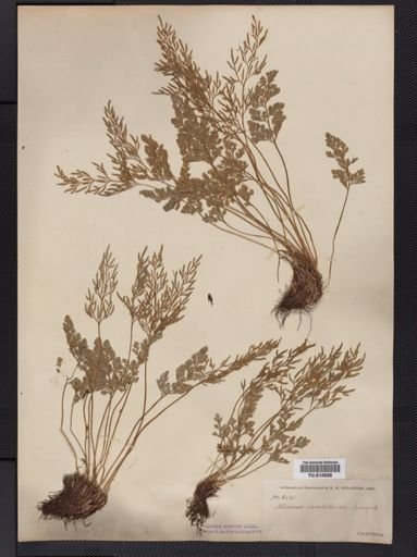 Cryptogramma
