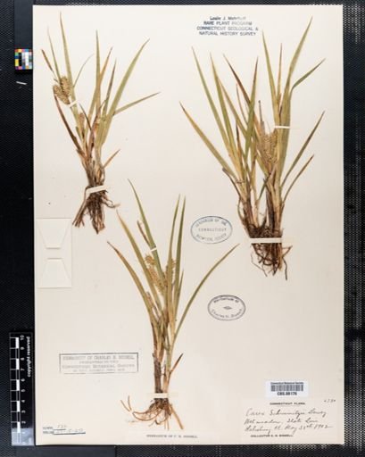 Carex schweinitzii