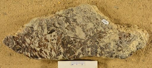 Triphyllopteris rarinervis