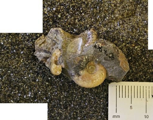 undet. Ammonoidea