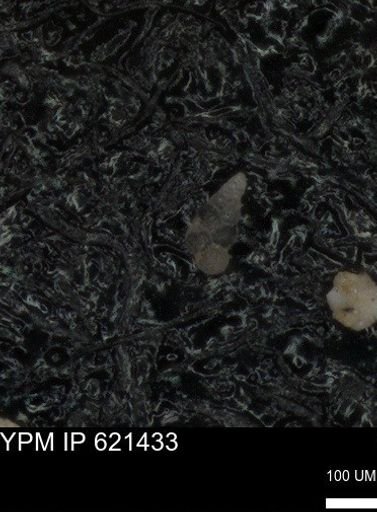 undet. Heterohelicidae