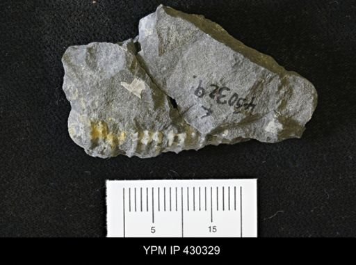 undet. Crinoidea