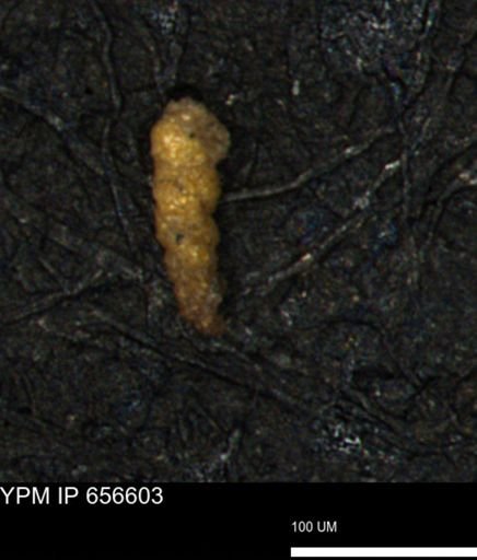 Verneuilina canadensis