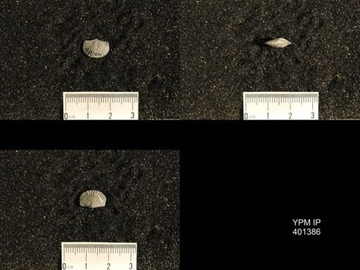 Plectorthis plicatella