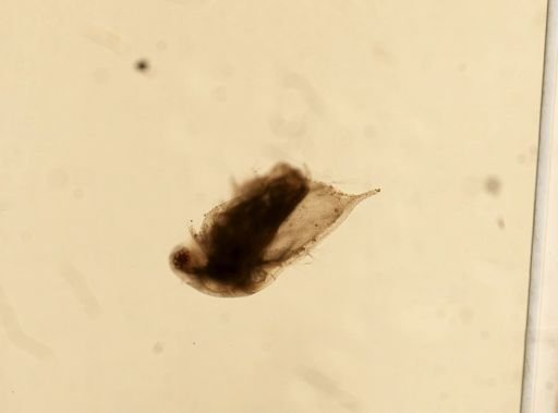 Daphnia pulex