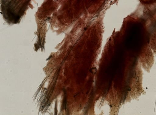 Stylocordyla borealis