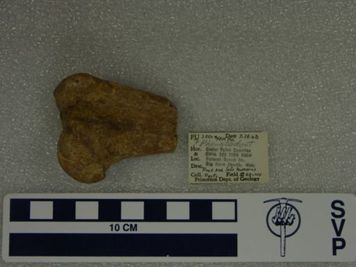 Phenacodontidae?