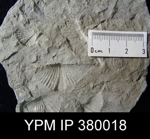 Mucrospirifer sp.