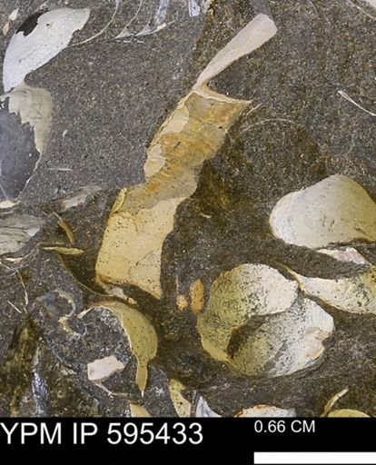 Protocardia sp.