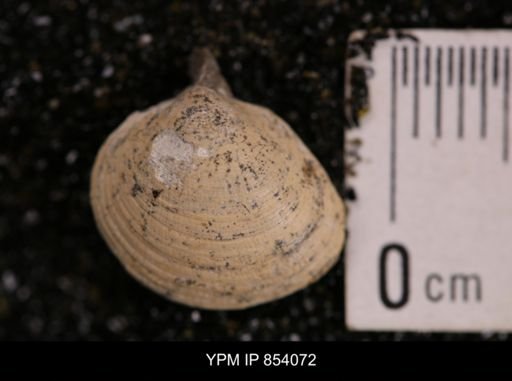 Limopsis striatopunctatus