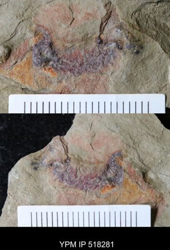Thelxiope sp.