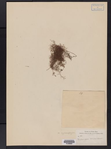 Trichomanes trichoideum