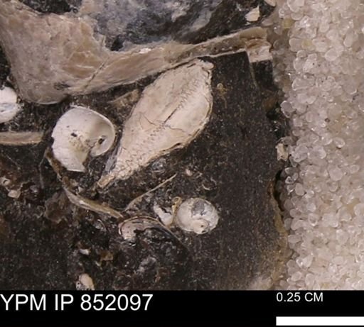 undet. Nuculanidae