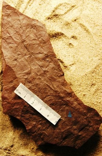 Frenelopsis hoheneggeri
