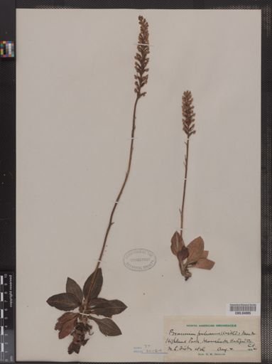 Bromus pubescens