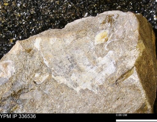 undet. Bivalvia