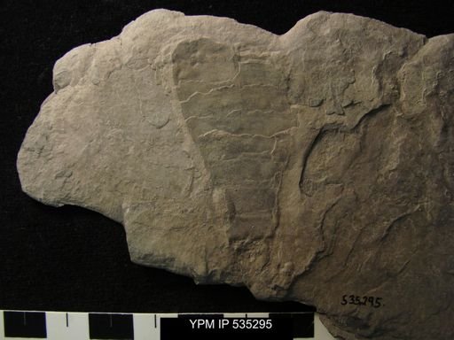 undet. Eurypterida