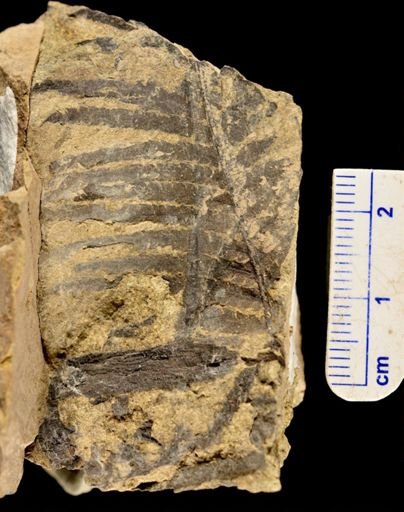 Microphyllopteris delicata
