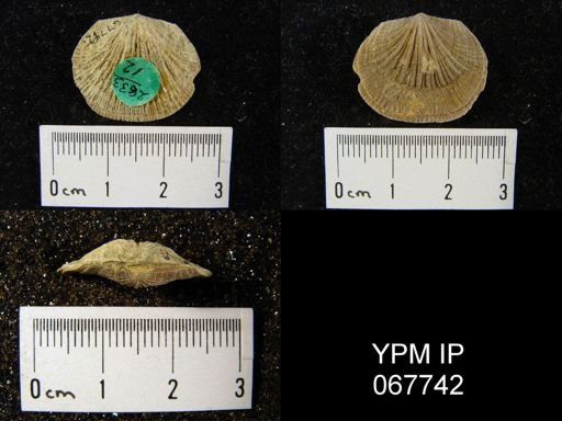 Orthostrophia strophomenoides