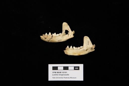 Lontra longicaudis annectens
