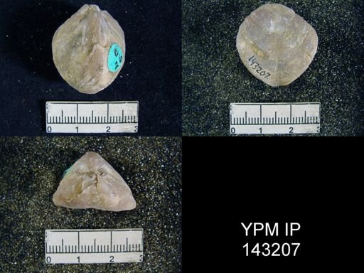 Spirigerella derbyi
