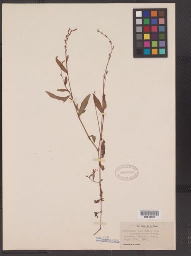 Polygonum punctatum