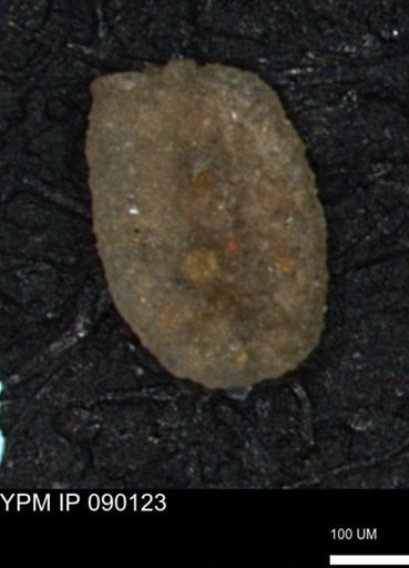 Miliammina manitobensis