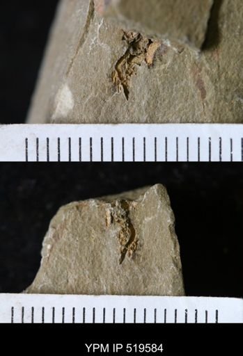 undet. Echinodermata