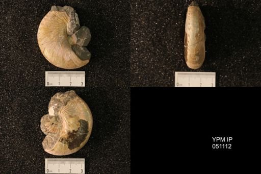 Hoploscaphites nicolletii