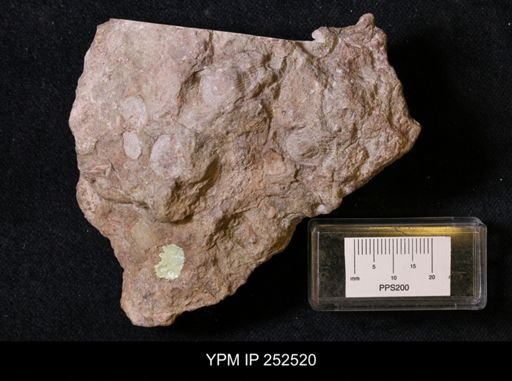 undet. Archaeocyathina
