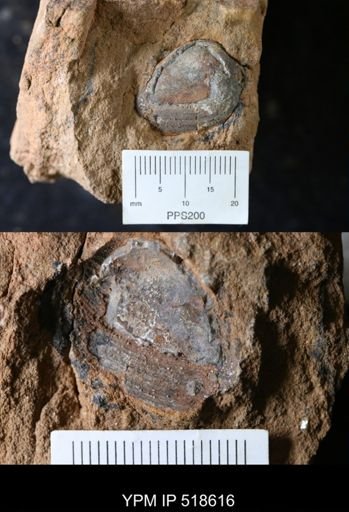 undet. Bivalvia