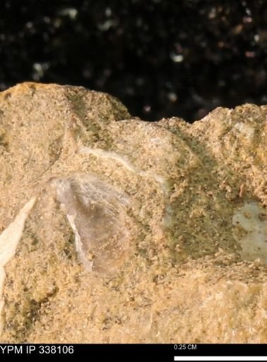 undet. Bivalvia