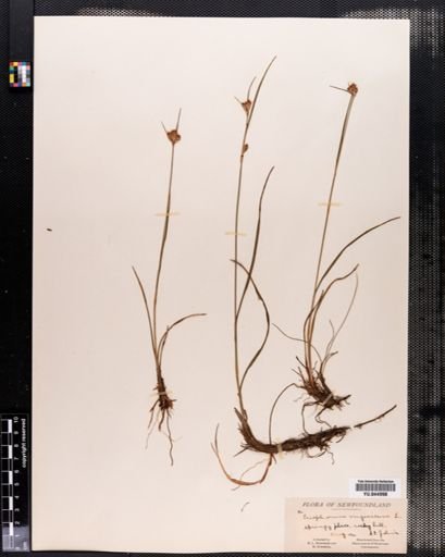 Eriophorum virginicum
