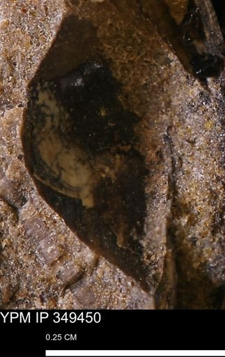 undet. Mollusca