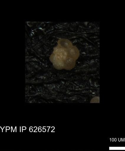 undet. Foraminiferida