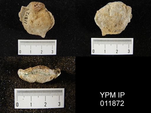 Aulosteges medlicottianus