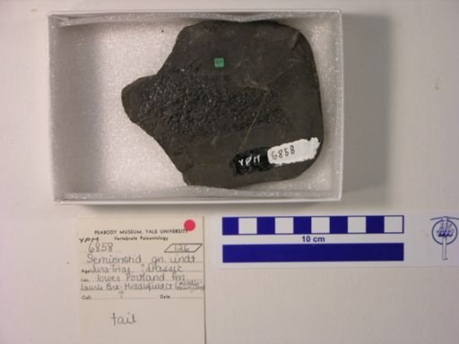 Semionotidae