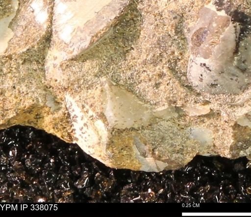 undet. Bivalvia
