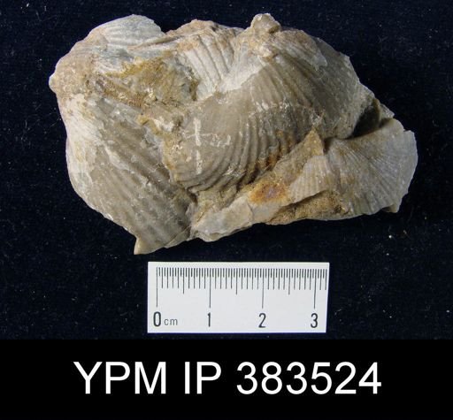Costispirifer arenosus