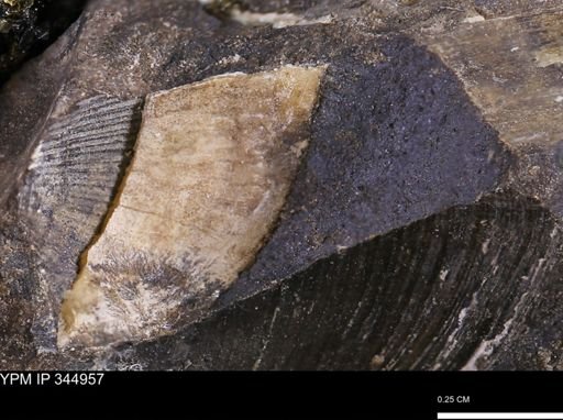 Limopsis striatopunctatus