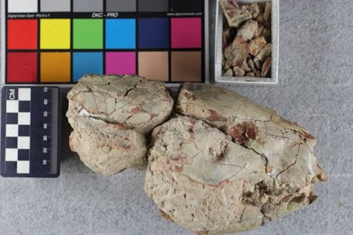 Merycoidodon culbertsoni culbertsoni