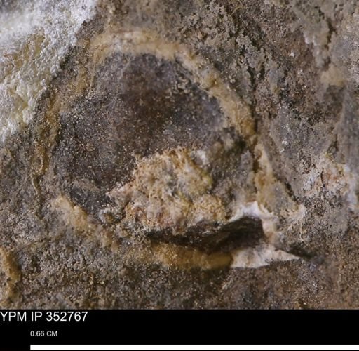 undet. Mollusca