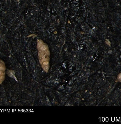 Verneuilinoides kansasensis