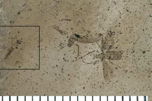 Diptera