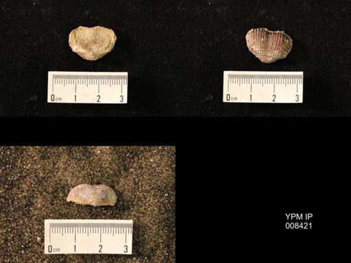 Marginifera lasallensis