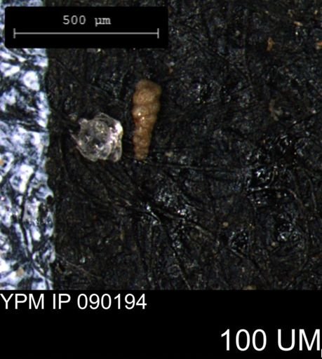 Verneuilinoides kansasensis